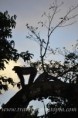 /album/earth/morning-roar-jpg/